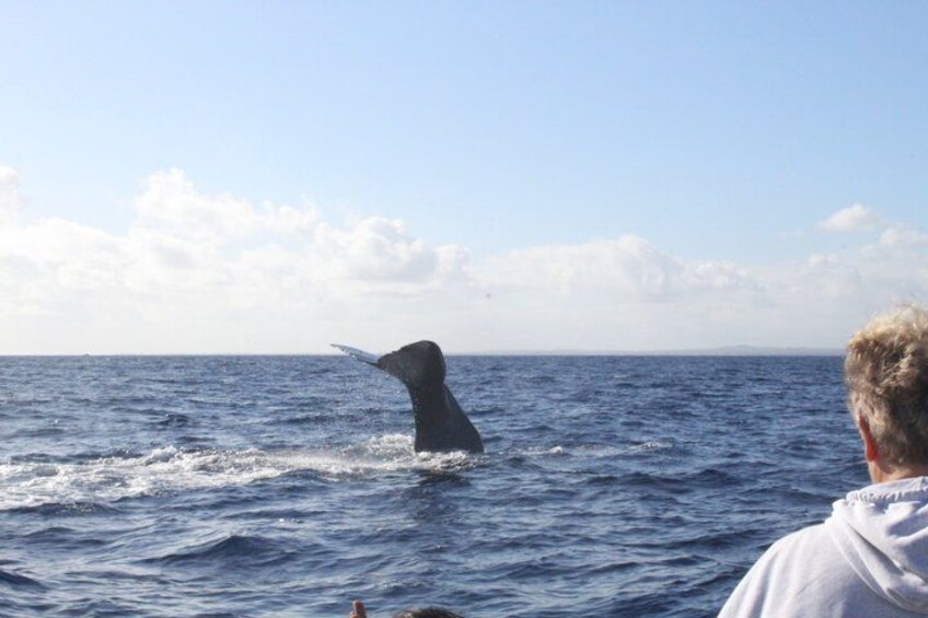 A whale breaching the ocean surface. 5