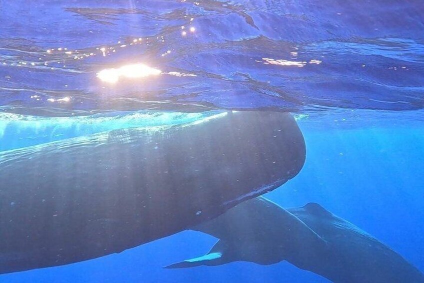 A whale swimming underwater with sunlight filtering through the water. 1