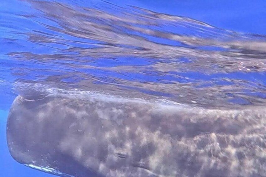A large whale swimming underwater. 4