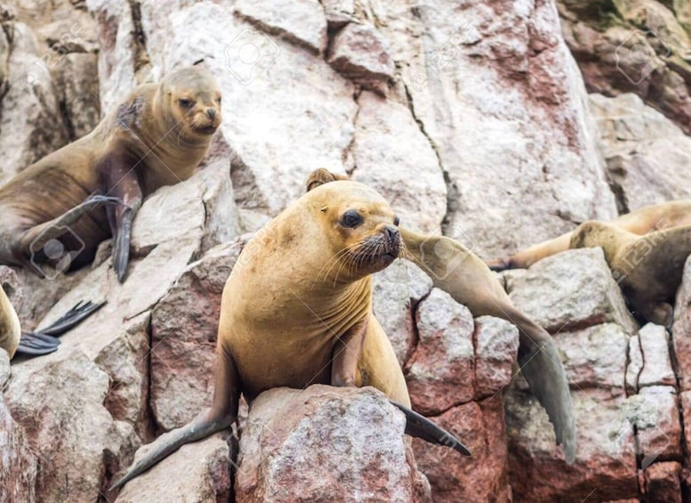 A group of seals resting on rocky terrain. 3