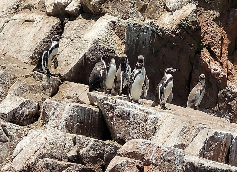A group of penguins on rocky terrain. 5
