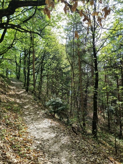 Metsäinen polku, jossa on tiheää puustoa ja sorapäällysteinen kävelyreitti. 4