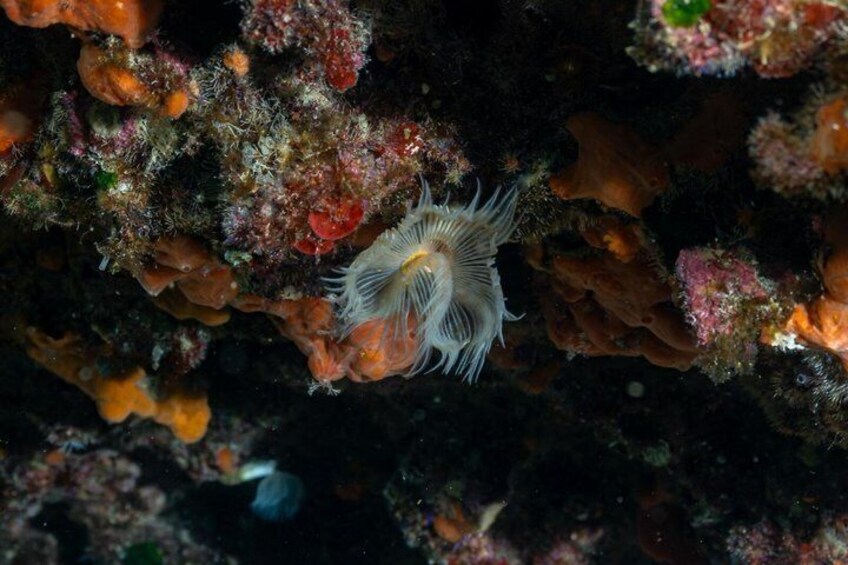 Giardini Naxos Taormina Diving in the depths of Isolabella 4