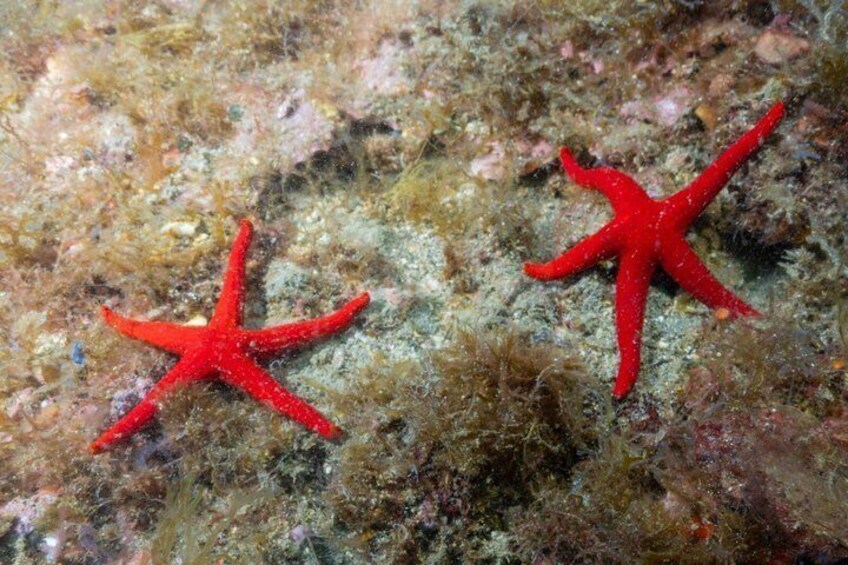 Giardini Naxos Taormina Diving in the depths of Isolabella 5
