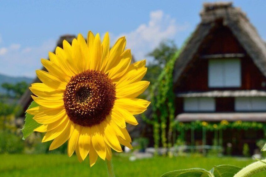 Shirakawago and Takayama Jinya UNESCO Heritage Tour from Nagoya 2