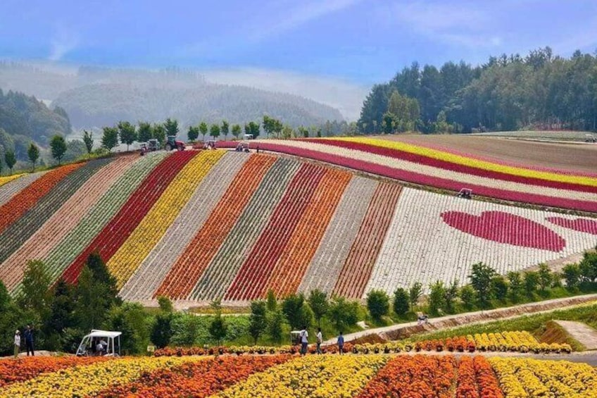 Blue Pond & Flower Fields Escape: Furano and Biei Full-Day Tour 1