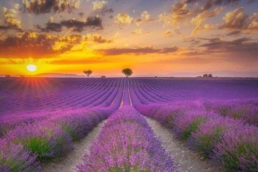 Blue Pond & Flower Fields Escape: Furano and Biei Full-Day Tour 3