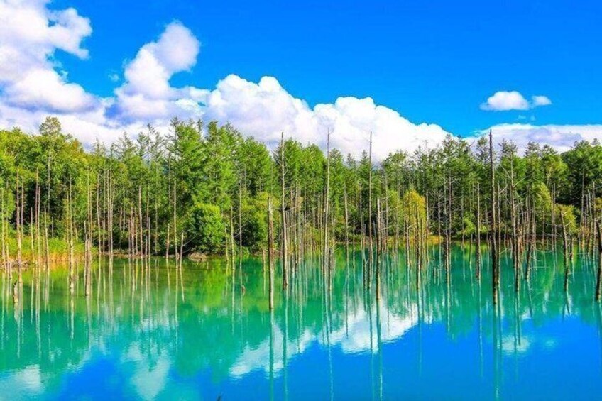 Blue Pond & Flower Fields Escape: Furano and Biei Full-Day Tour 5