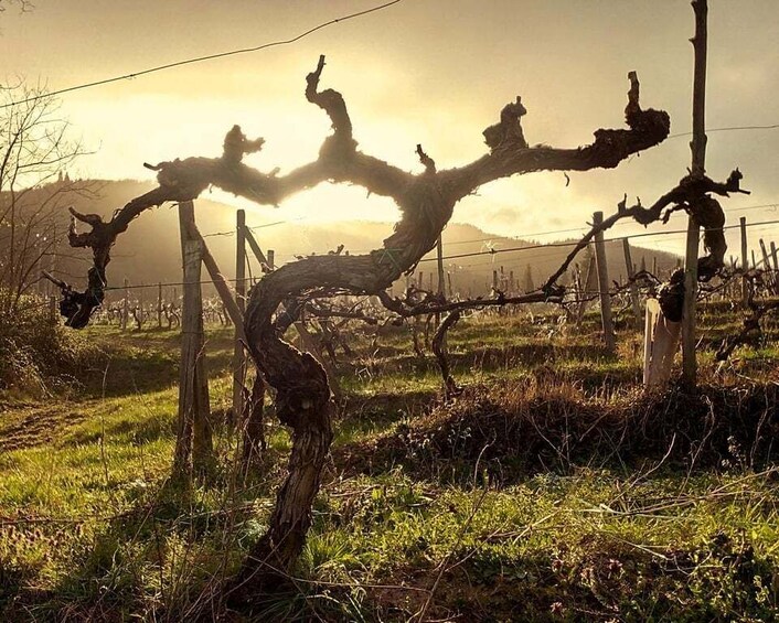 Picture 2 for Activity Greve in Chianti: Wine tasting at Villa Buonasera 4