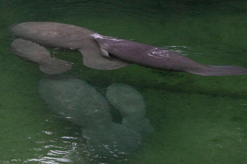 1 Hr St. Johns River Nature Cruise at Blue Spring State Park 2