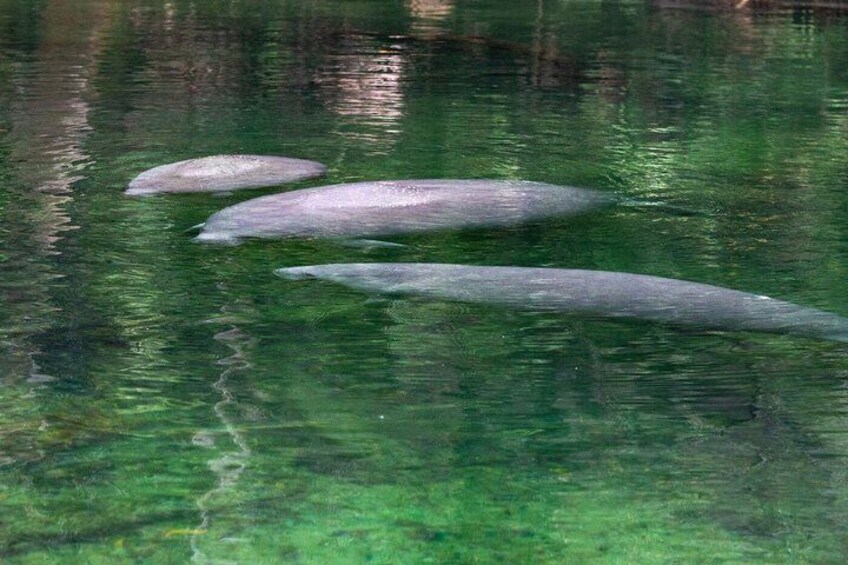 1 Hr St. Johns River Nature Cruise at Blue Spring State Park 4