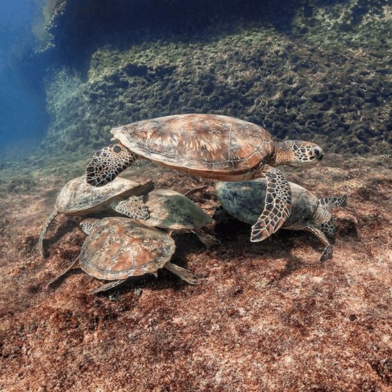 Picture 5 for Activity Oman : Snorkeling in Daymaniyat Islands 5