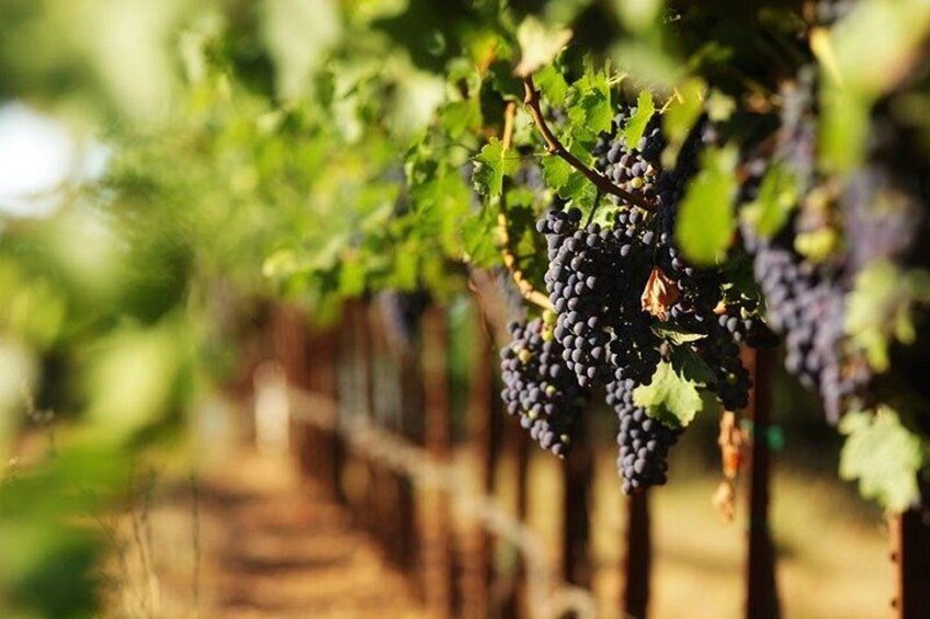 Waiheke Island Wine and Art Private Tour 3
