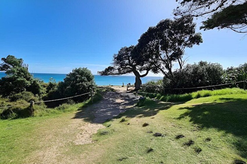 A coastal path with a tree, grassy areas, and a clear blue sky. 4