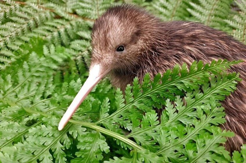 A bird with a long beak among green ferns. 3