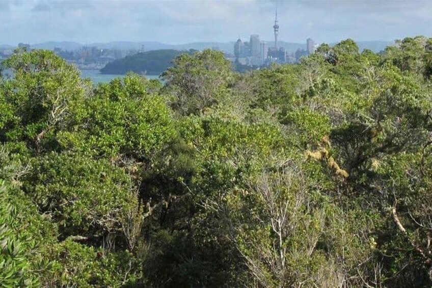 Rangitoto Island Private Tour 5