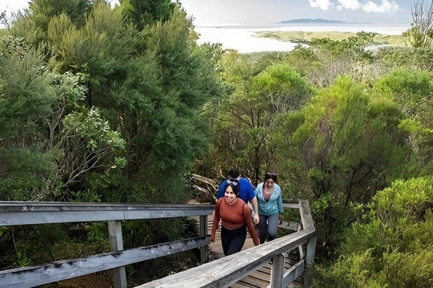 Rangitoto Island Private Tour 3