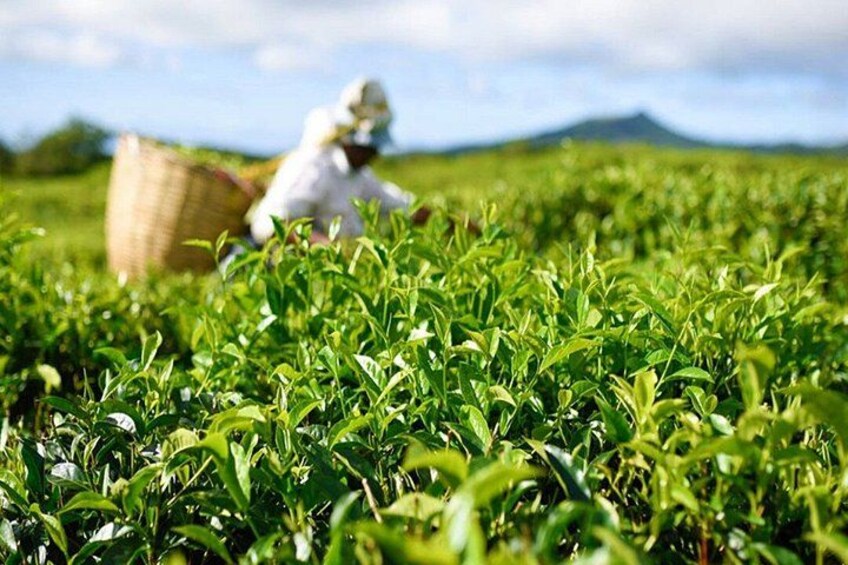 A tea plantation with lush green tea plants and a person harvesting tea leaves. 4