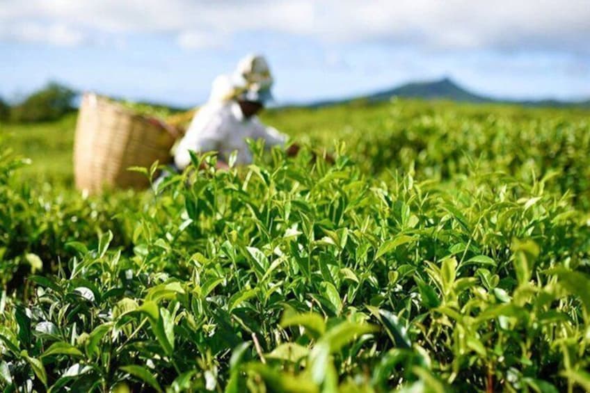 Customized Tours and Excursions in Mauritius 4