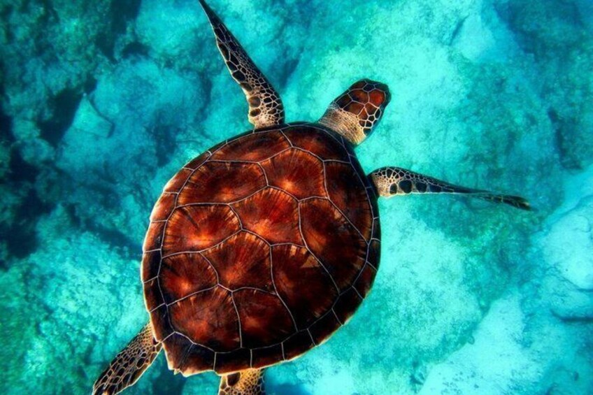 Caretta Caretta Highlights Tour Of Argostoli 3