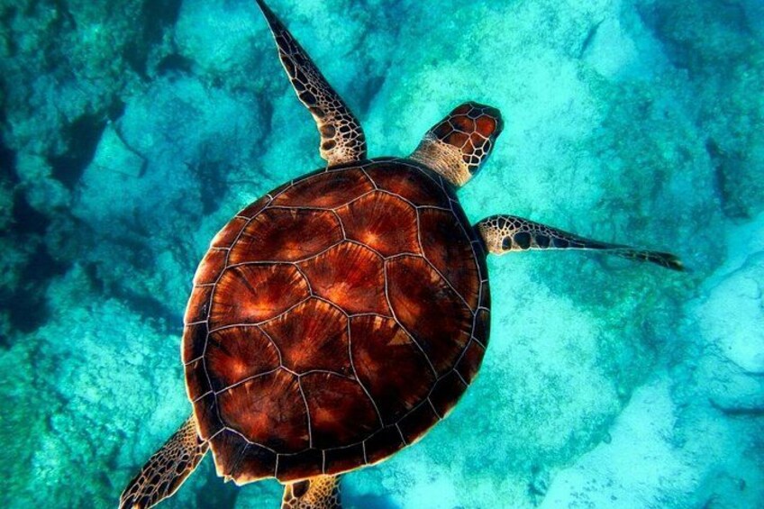 A sea turtle swimming in clear blue water. 3