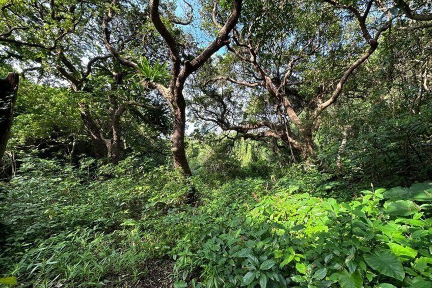 Okinawa Driving Tour with Expert Local Guide 5