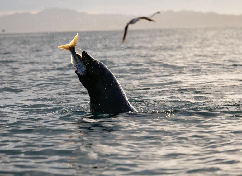 Picture 1 for Activity Kaikōura: Kayak Sunset Tour with Seal Sightings 2