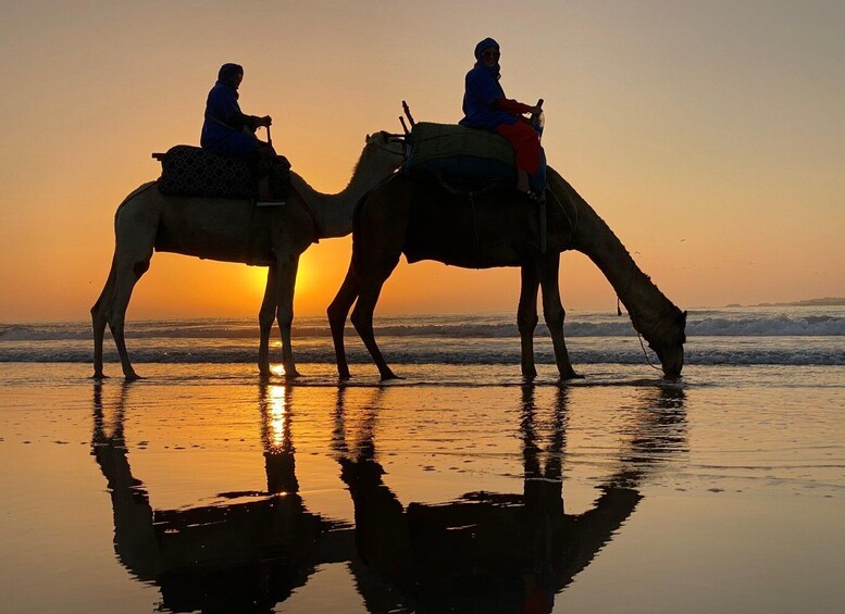 Quad Biking & Camel Riding Combo: Thrill Meets Tradition 1
