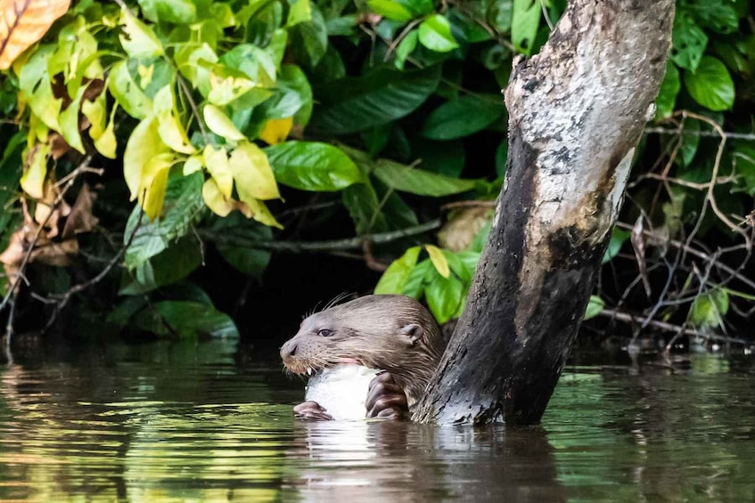 An otter holding a fish in a river surrounded by greenery. 2