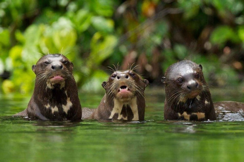 Three otters in water with green foliage in the background. 3