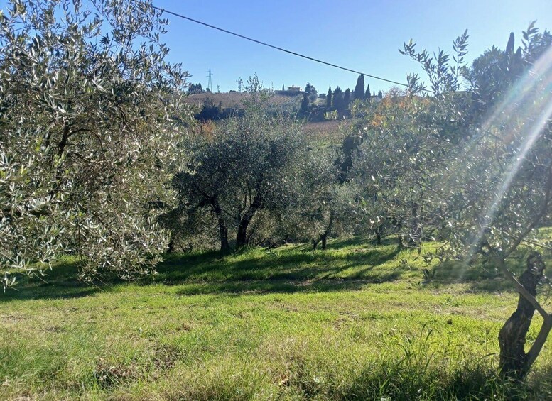 An olive grove with trees and a clear sky. 3