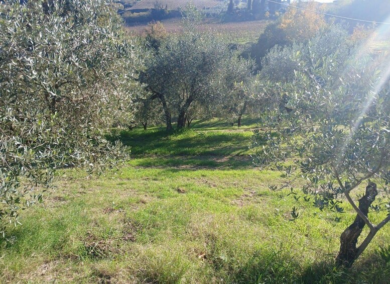 A grassy field with olive trees and a clear sky. 2