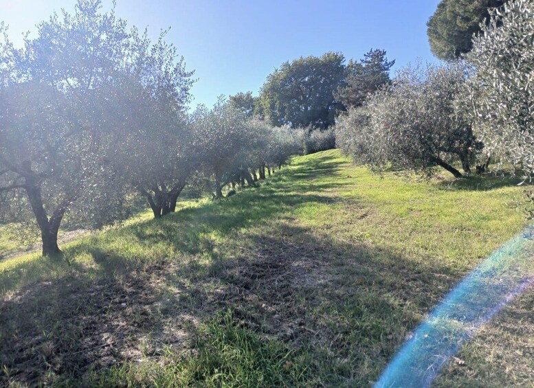 An orchard with rows of trees and a grassy path. 5