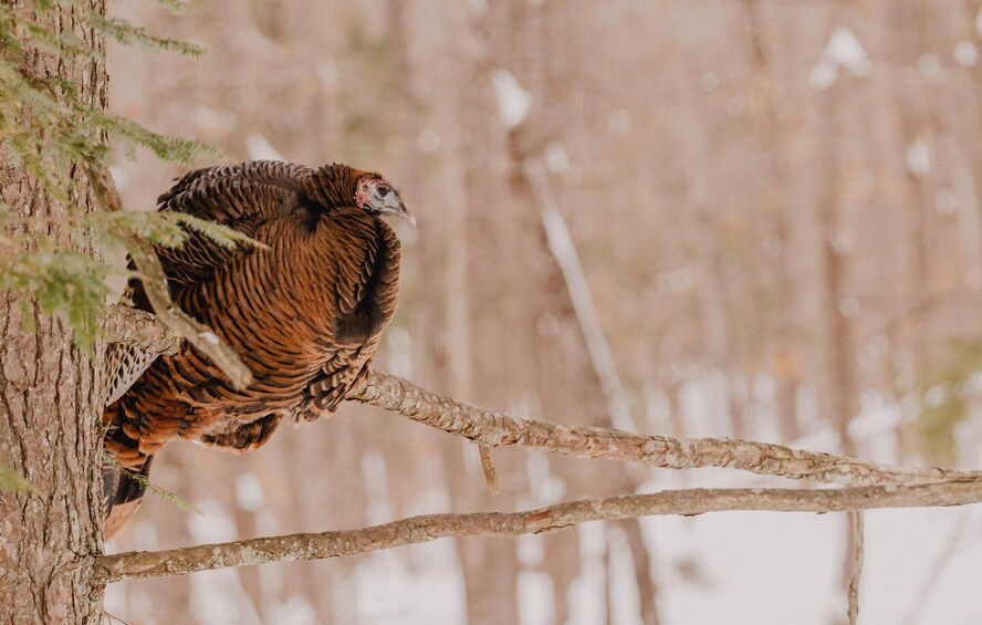 Picture 19 for Activity Ottawa: Hand-Feed Wild Birds on a Nature Walk with Transfer 5