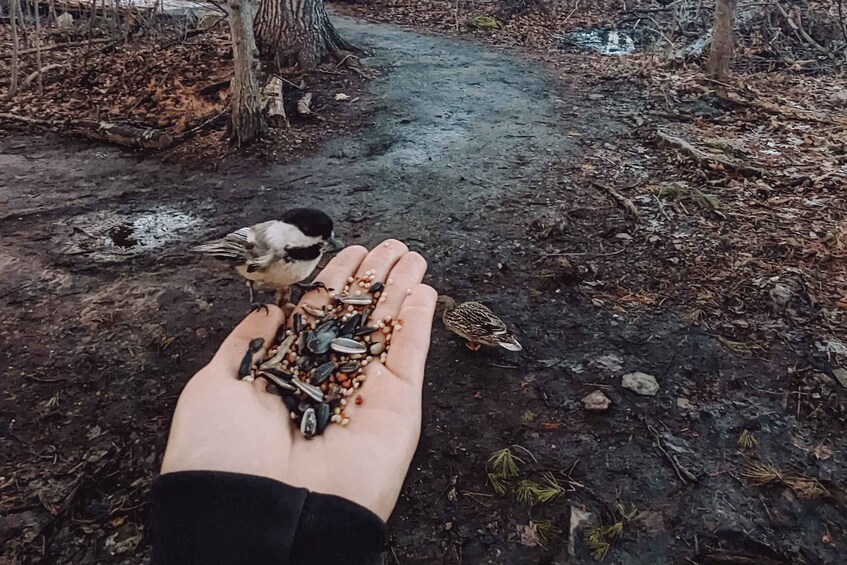 Picture 4 for Activity Ottawa: Hand-Feed Wild Birds on a Nature Walk with Transfer 2