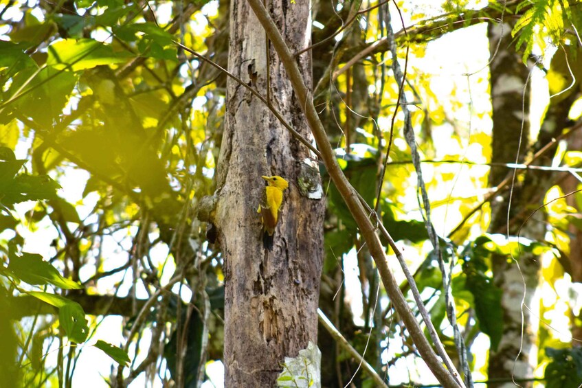 Picture 10 for Activity Cusco: Jungle Adventure Tour with Outdoor Activities 1