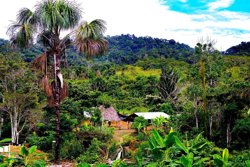 Cusco: Jungle Adventure Tour with Outdoor Activities 4