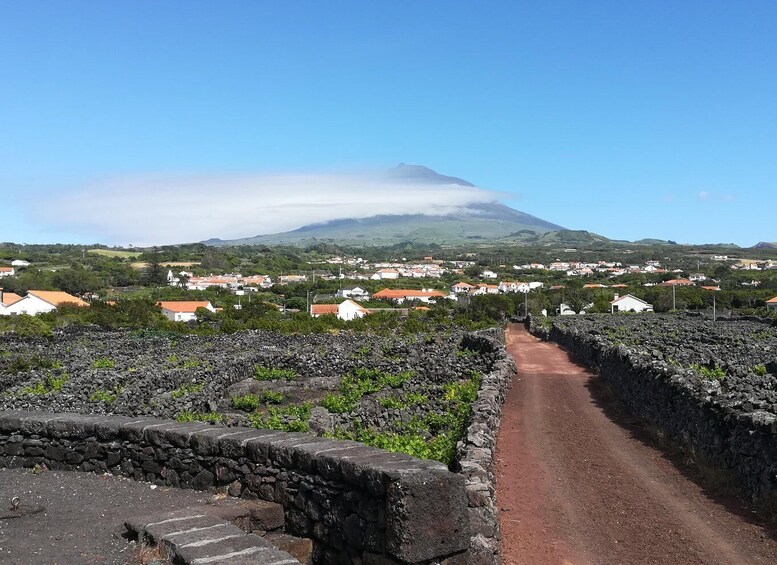 Picture 2 for Activity Pico Island: Tours on Pico Island 2