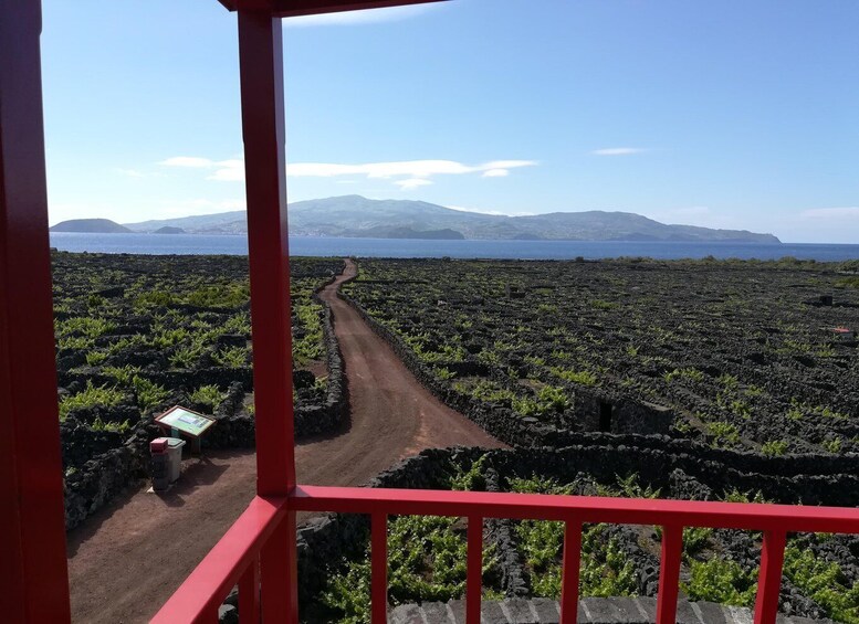 Picture 7 for Activity Pico Island: Tours on Pico Island 3