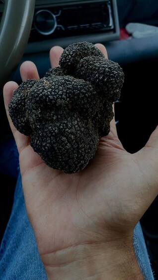 Picture 5 for Activity EXPERIENCE THE THRILL OF TRUFFLE HUNTING AND THE FLAVORS OF UMBRIA 2
