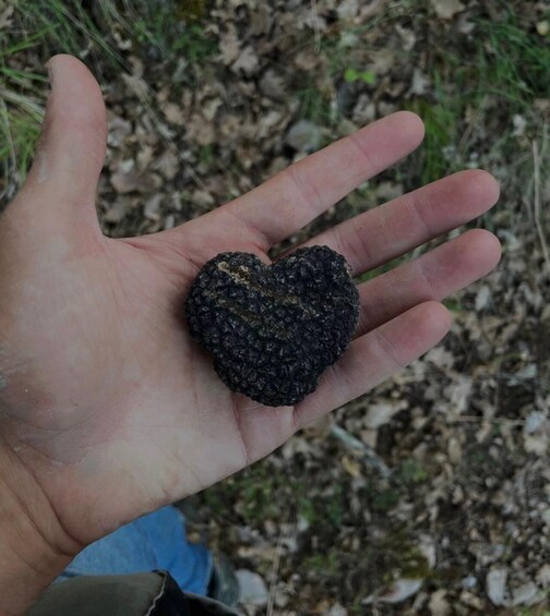 Picture 7 for Activity EXPERIENCE THE THRILL OF TRUFFLE HUNTING AND THE FLAVORS OF UMBRIA 5