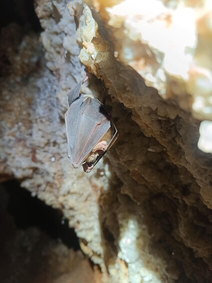 A bat hanging from a cave wall. 3