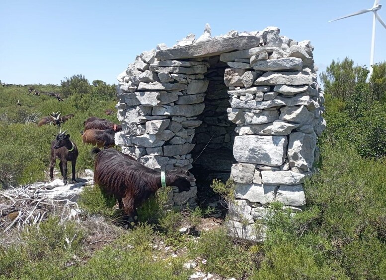 Picture 6 for Activity Serra dos Candeeiros by Van: Natural Park and Cave 5