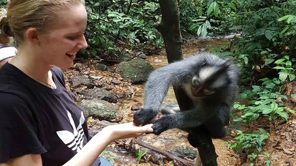 Picture 12 for Activity Medan: 3-Day Bukit Lawang Orangutan Tour Package 2