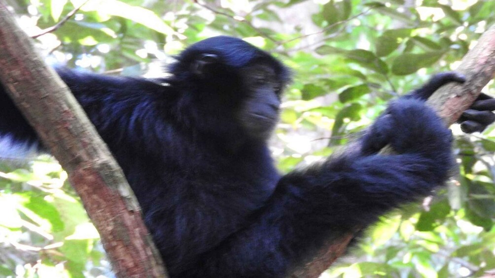 Picture 11 for Activity Medan: 3-Day Bukit Lawang Orangutan Tour Package 3