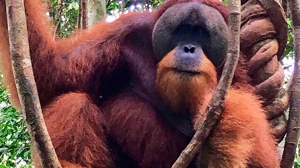 Picture 5 for Activity Medan: 3-Day Bukit Lawang Orangutan Tour Package 5