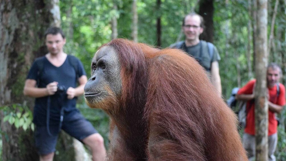 Medan: 3-Day Bukit Lawang Orangutan Tour Package 1