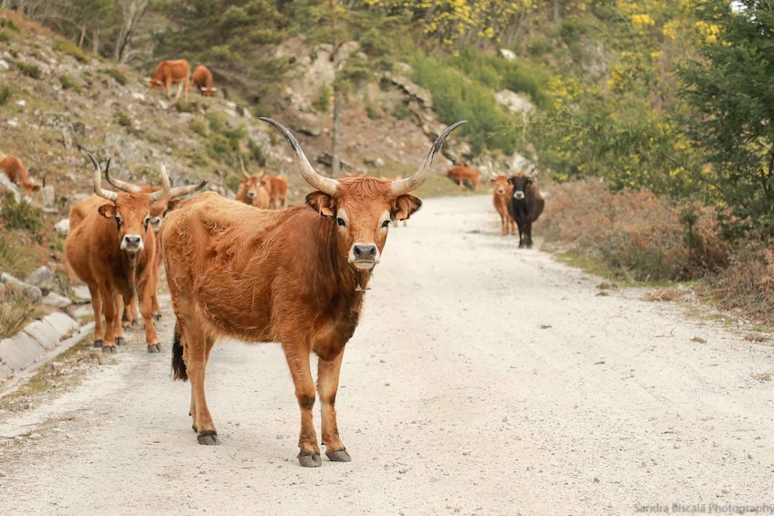 Picture 3 for Activity Gerês: Serra da Cabreira 4x4 Tour with Waterfalls & Villages 2