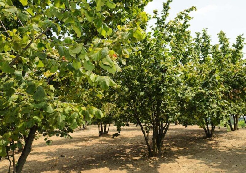 Picture 2 for Activity Walk in the Hazelnut Grove and Hazelnut Workshop in Portacomaro, AT 3