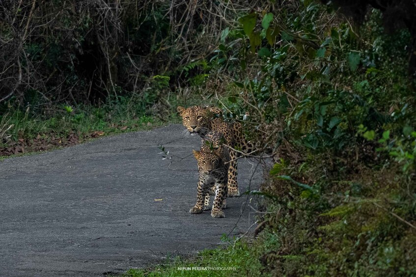 Picture 4 for Activity Nuwara Eliya: Horton Plains Guided Hike with Lunch 5